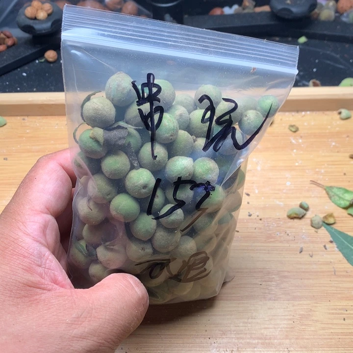 串***玩文玩核桃吊坠野生精品小核桃散籽