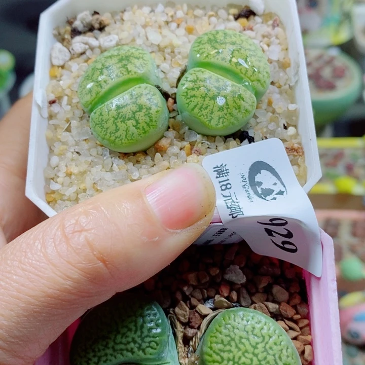 小***俞生石花花花花花花929