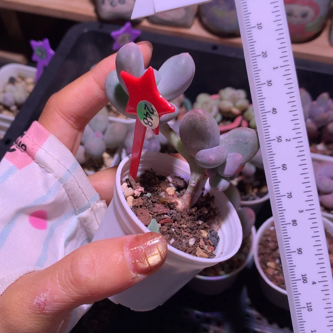 米可奶米可奶米可奶