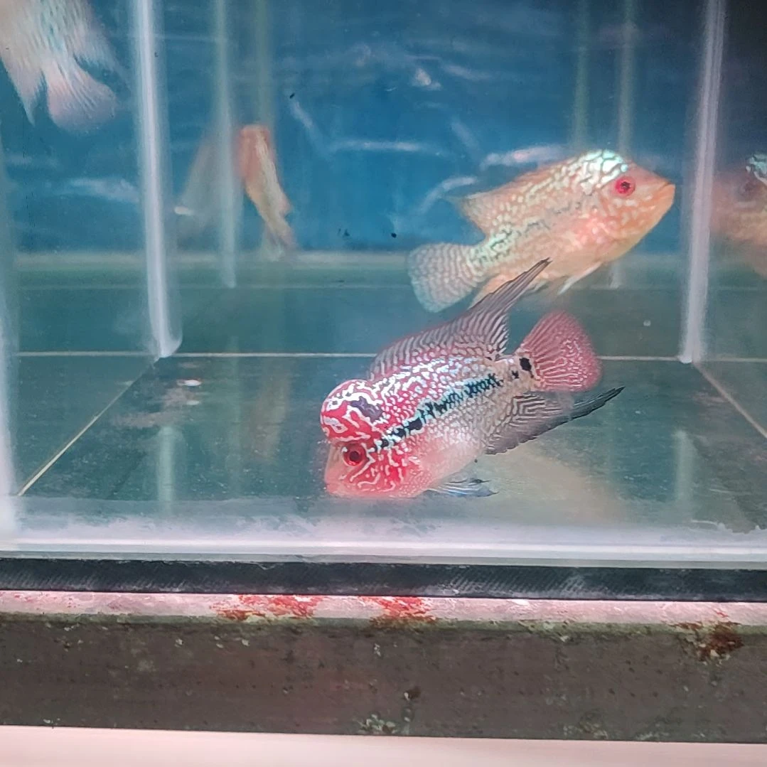 罗汉鱼鱼11111111111