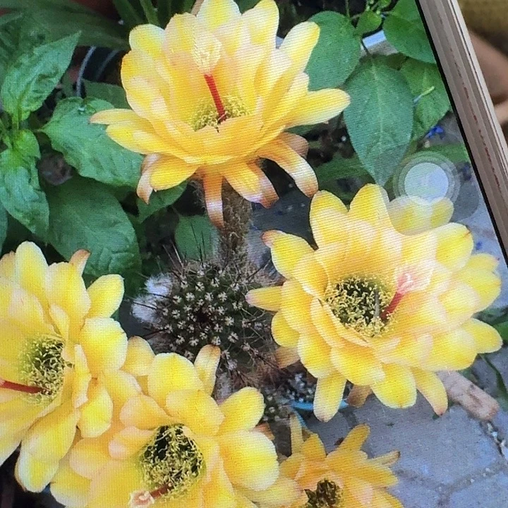 法一侧芽5公分左右毛花柱（20包邮）