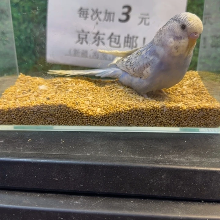 虎皮鹦鹉大头虎皮鹦鹉