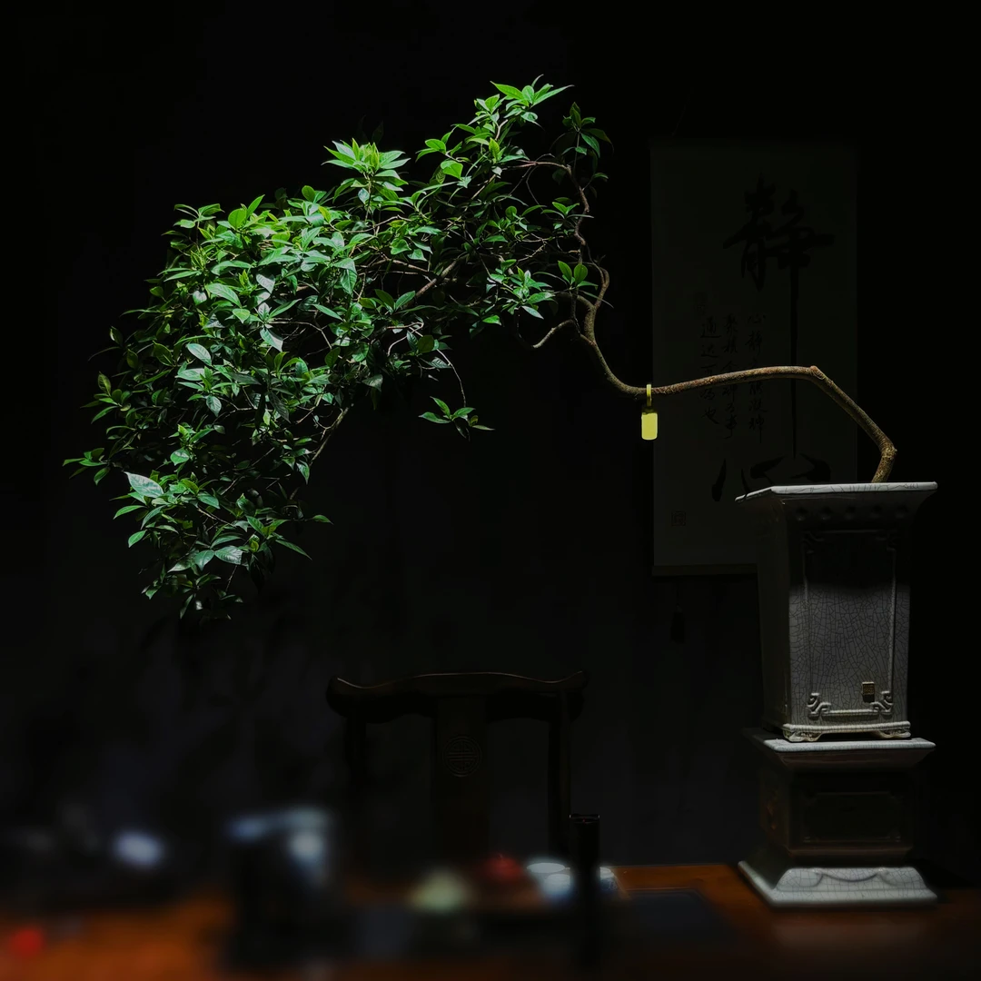 5号老桩海岛栀子花海岛黄荆造型飘逸禅意盆景带盆发货