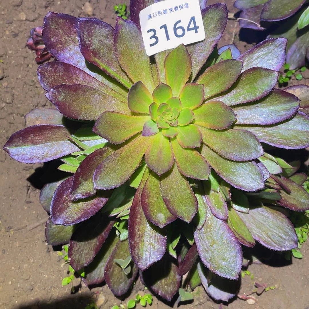 3164花无缺多肉植物