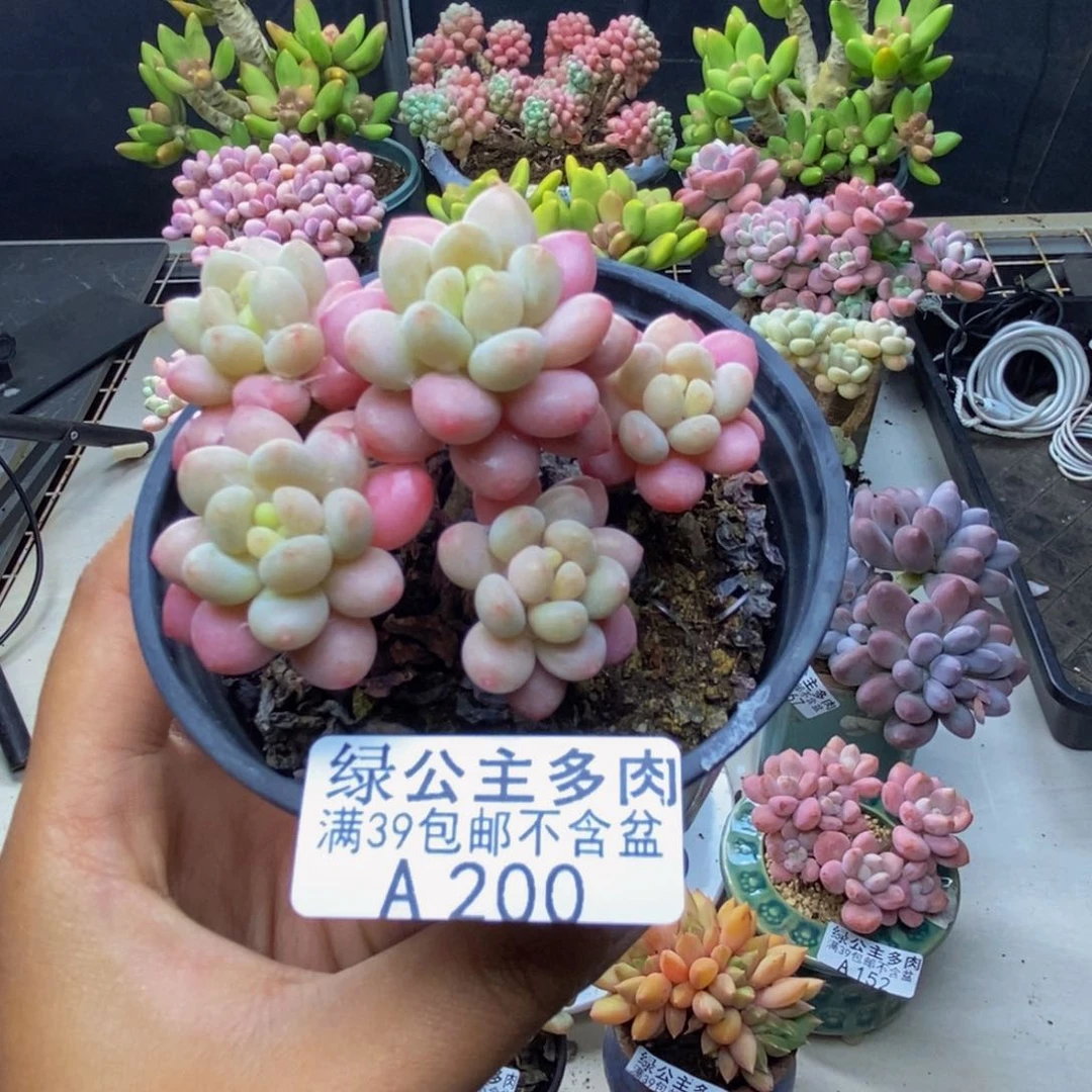 子*陌200鱼子酱多肉6c m