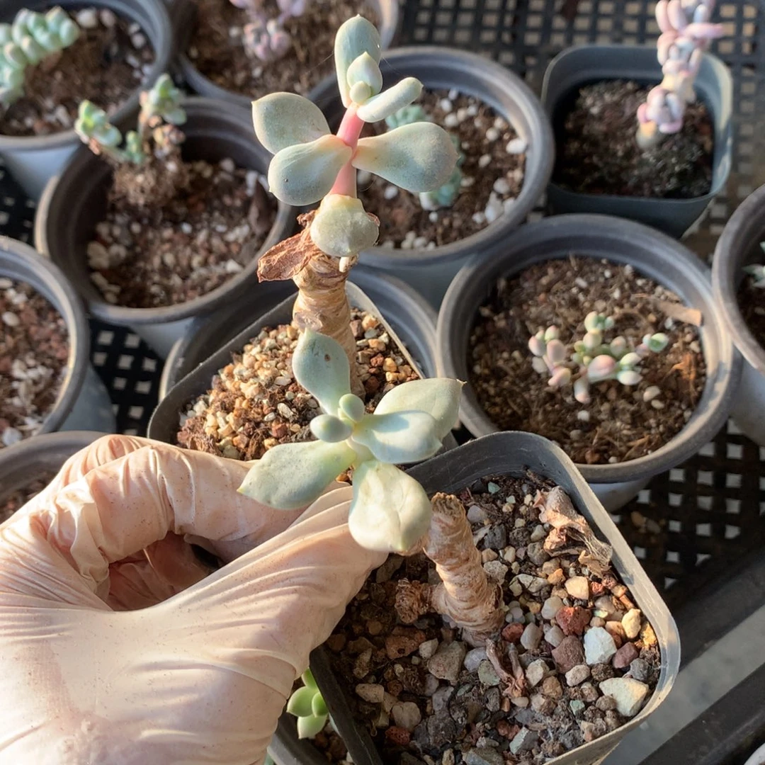 加菲猫加菲猫啊哦哦哦