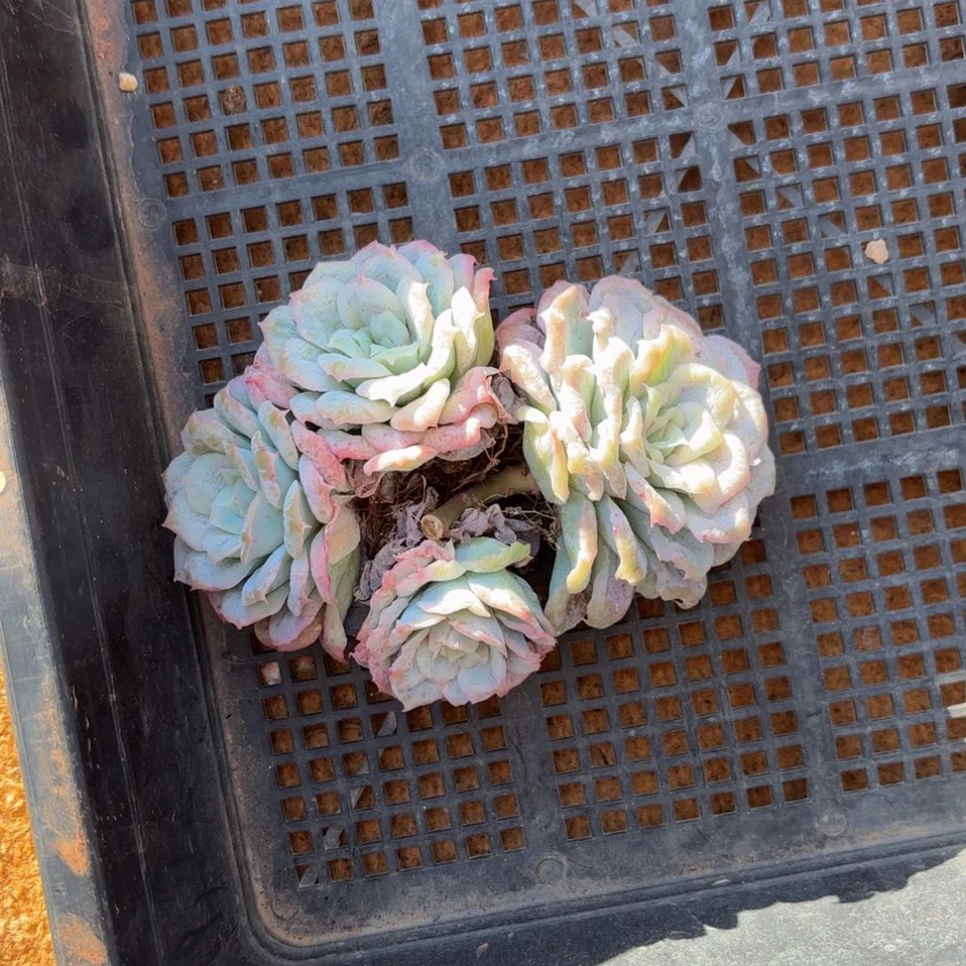 ****‍哈哈哈哈宝贝哈哈哈哈哈哈哈宝贝