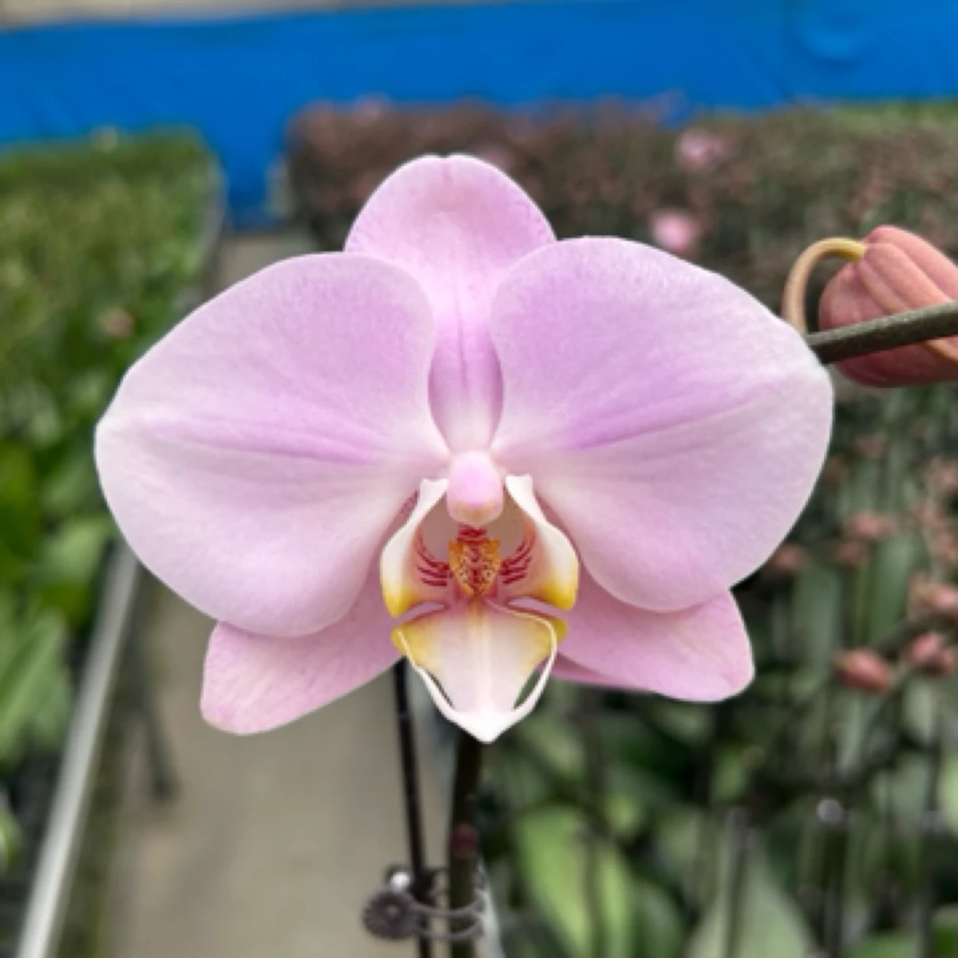 诗坊蝴蝶兰【马尼拉】安祖欧品粉色系大花 高端室内花卉