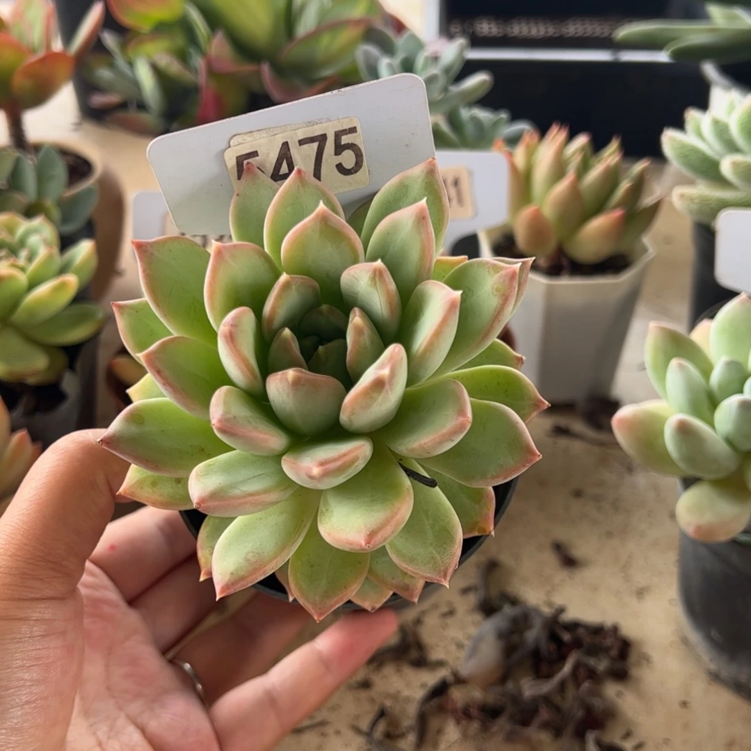 【闪购商品】锦鲤。 5475。 111111111