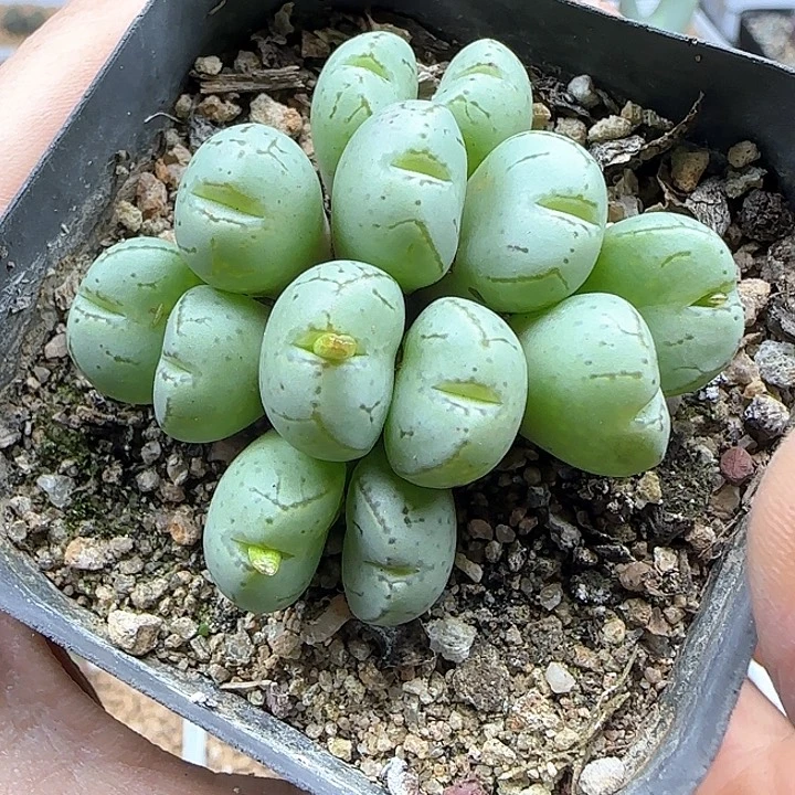 荧光玉带花苞。     50058