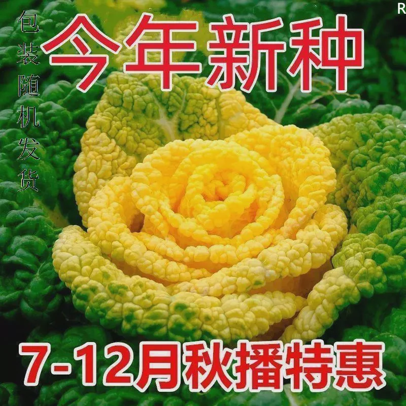 .奶油黄心乌种子耐寒黄心乌塌菜种籽菊花心青菜四季蔬菜秋冬季