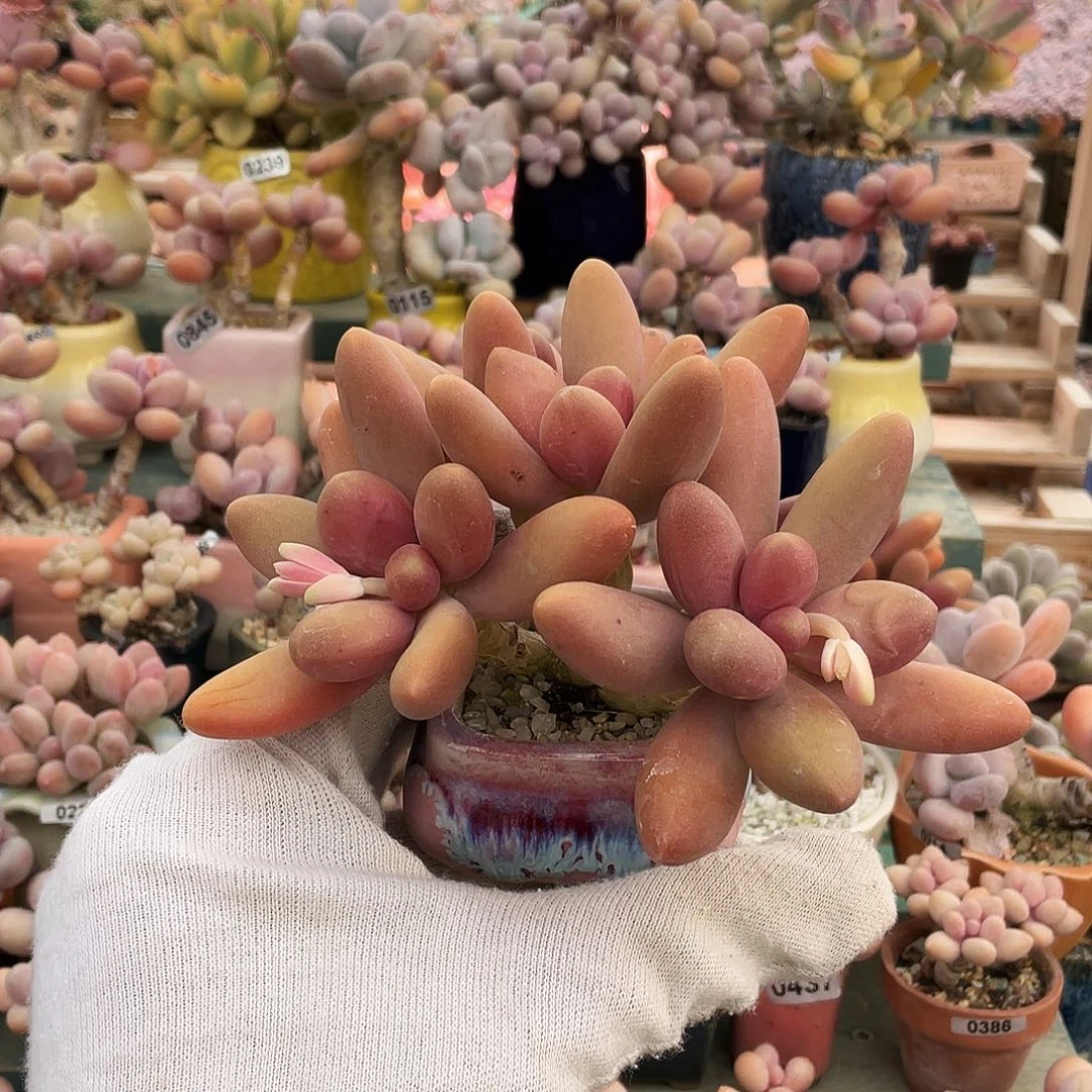 白*子多肉植物的生长发育