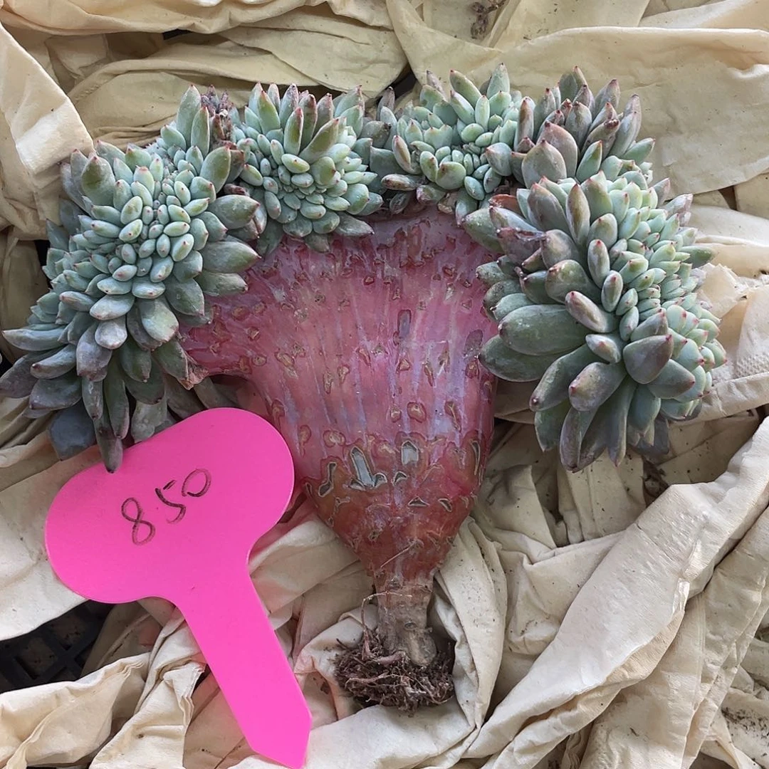 实生高整板星影缀