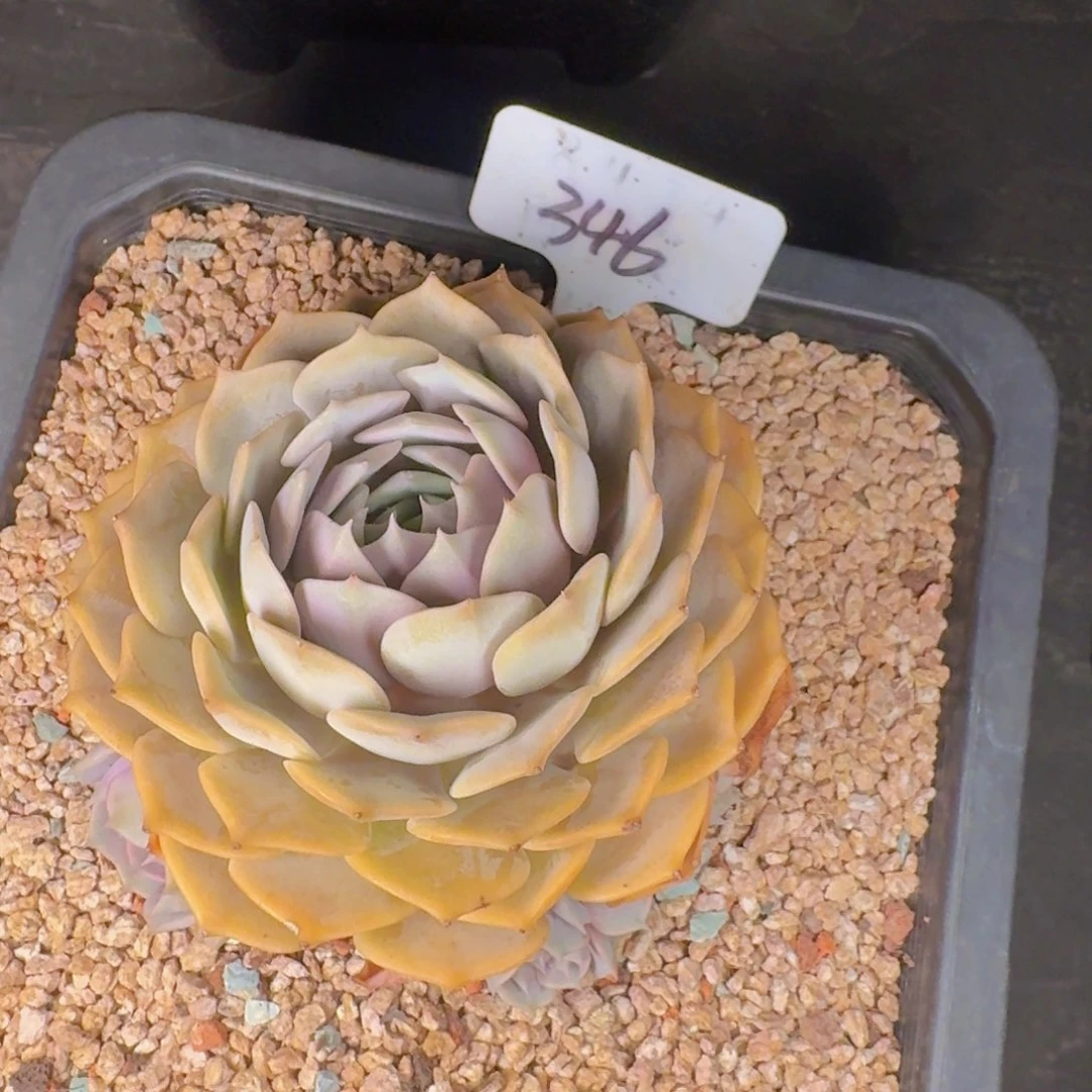 多肉植物的生长发育