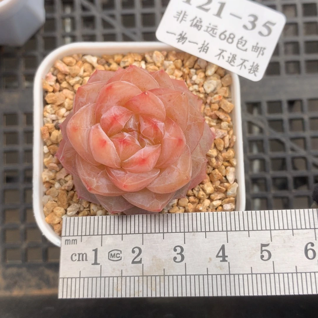 水*烟35。粉钻。糖心多肉。