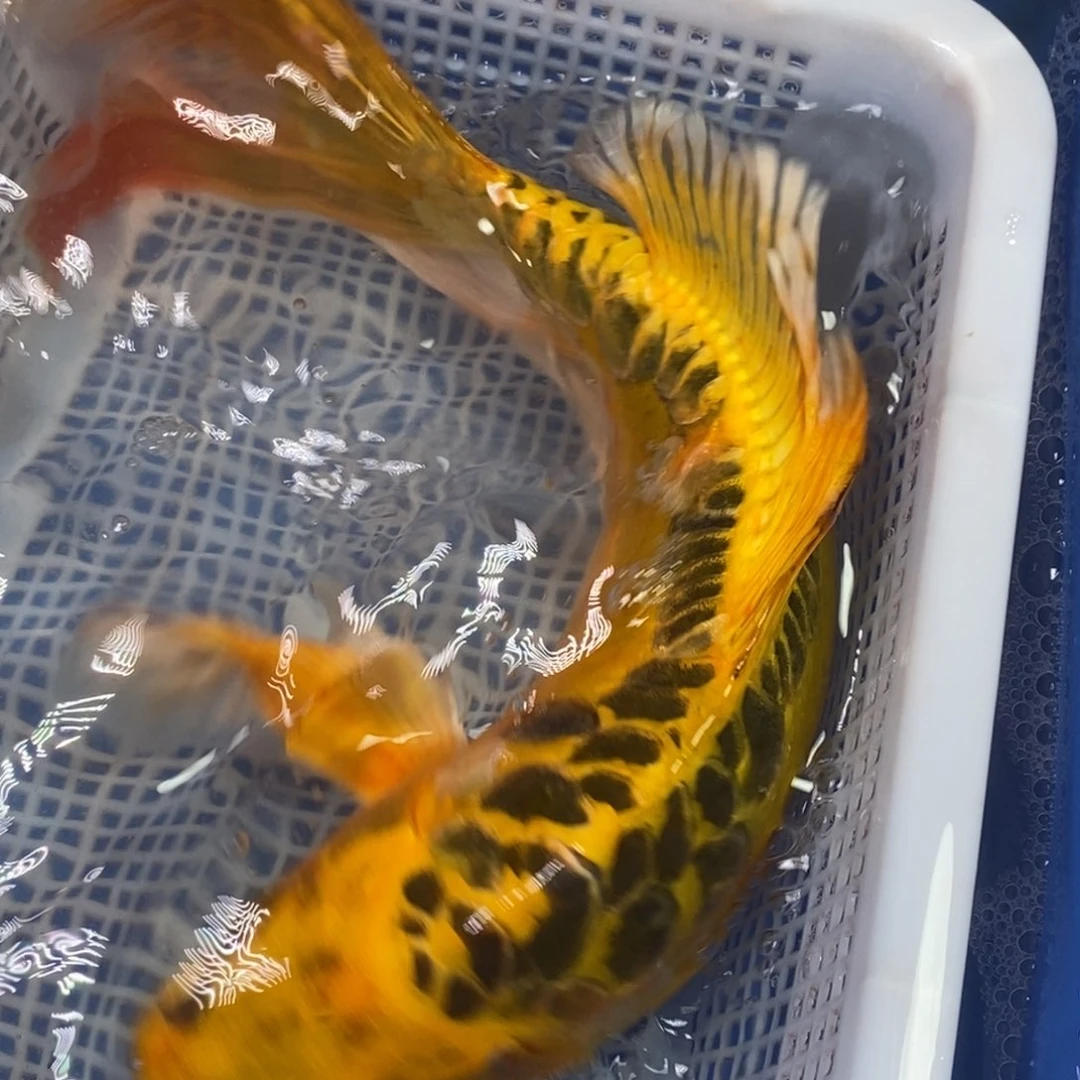 锦鲤冷水锦鲤包邮