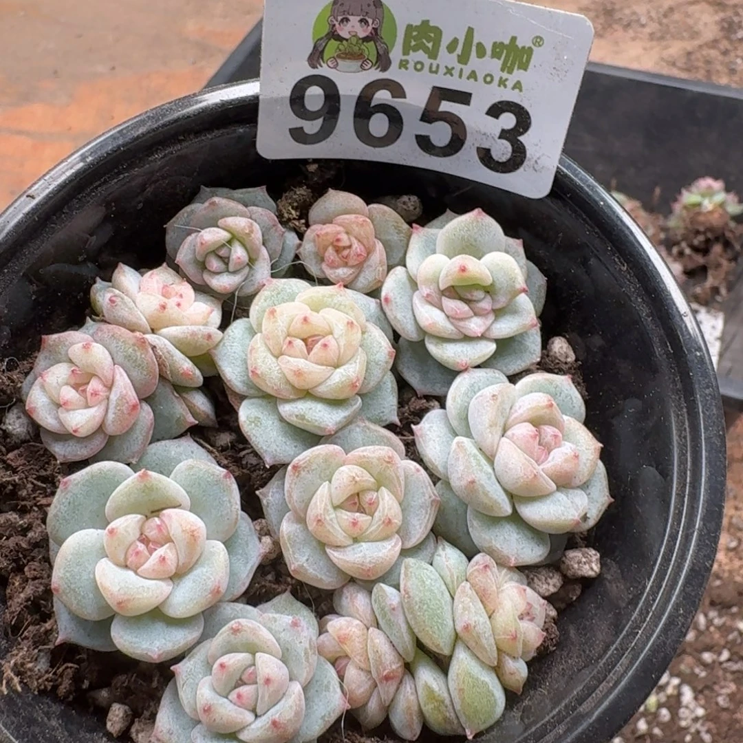 多肉植物多肉植物