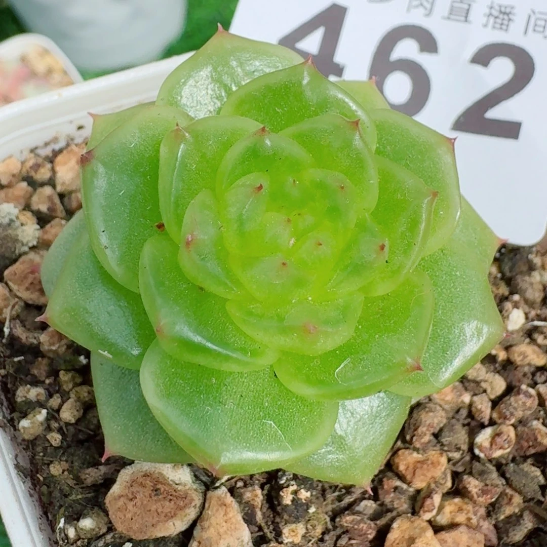 玉芷珍妮            精美多肉植物