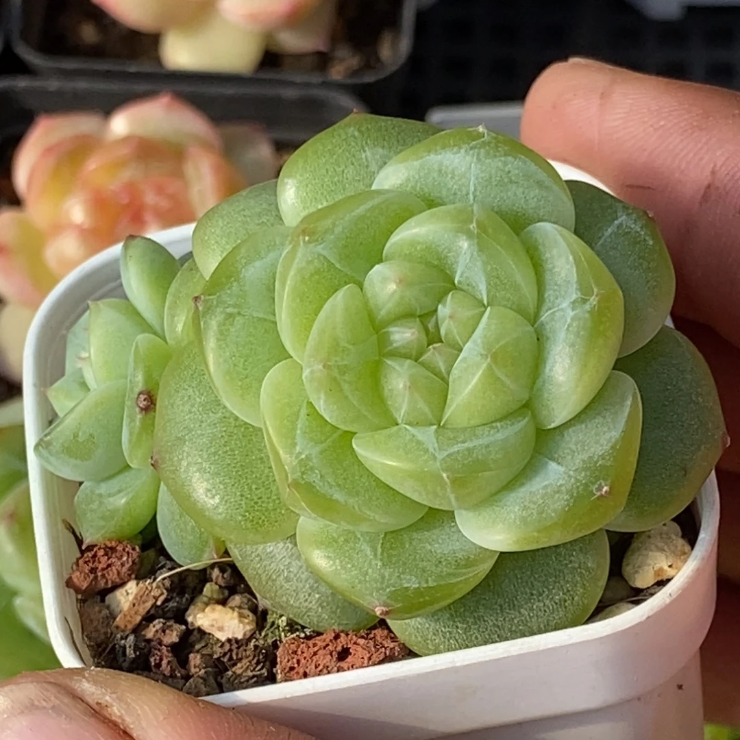 天官赐福百无禁忌