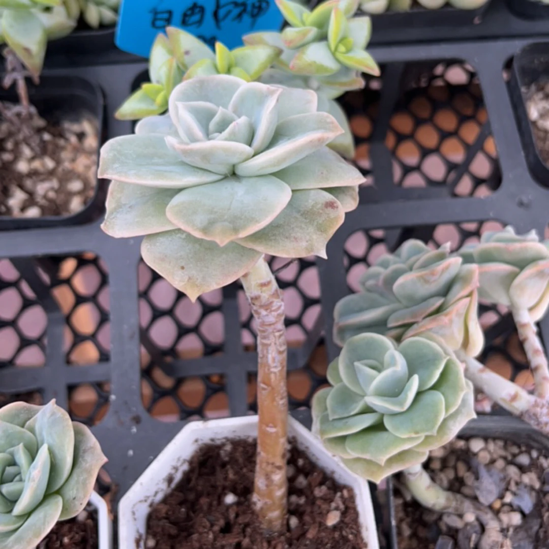C31可爱玫瑰精品多肉