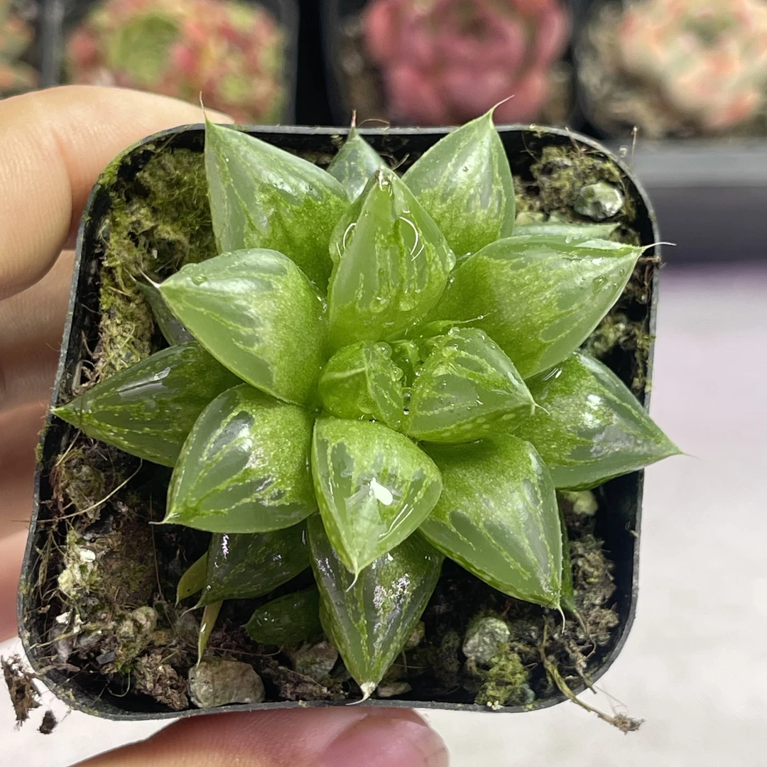 （满9.9包邮）带盆玉露寿5厘米左右多肉植物