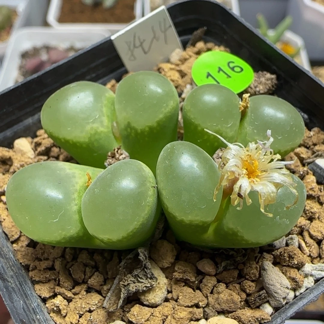 漂漂亮亮多肉植物116