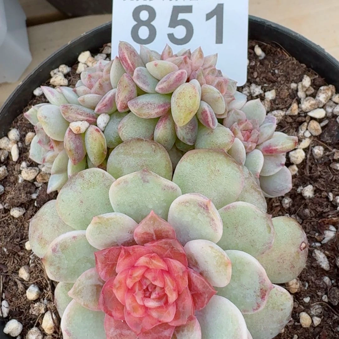 梦幻珍妮群生缀化       多肉植物