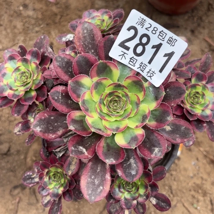 冰淇淋多肉植物2811