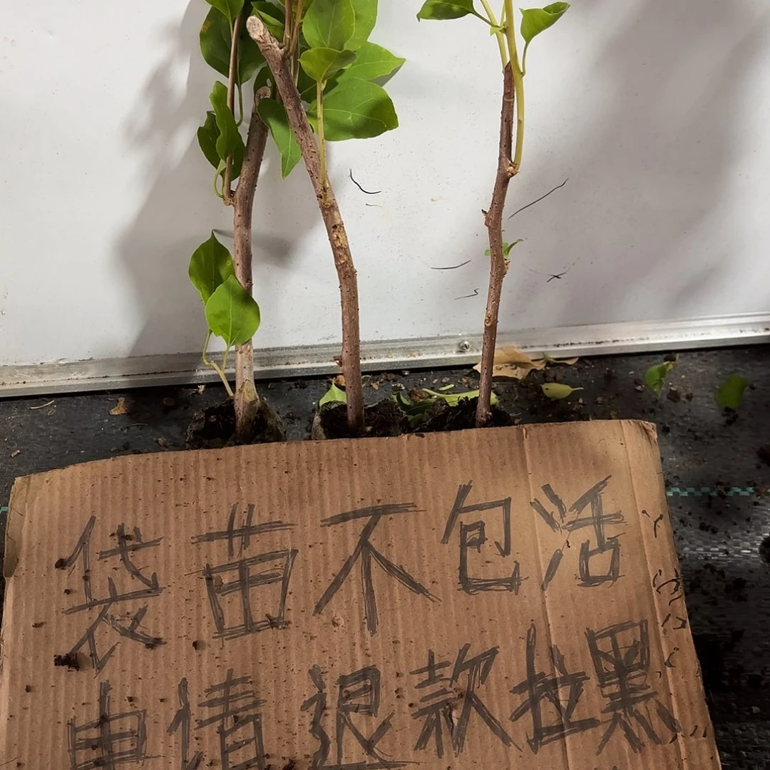 辣****当前无花栽培后可以开花袋苗盲盒三颗