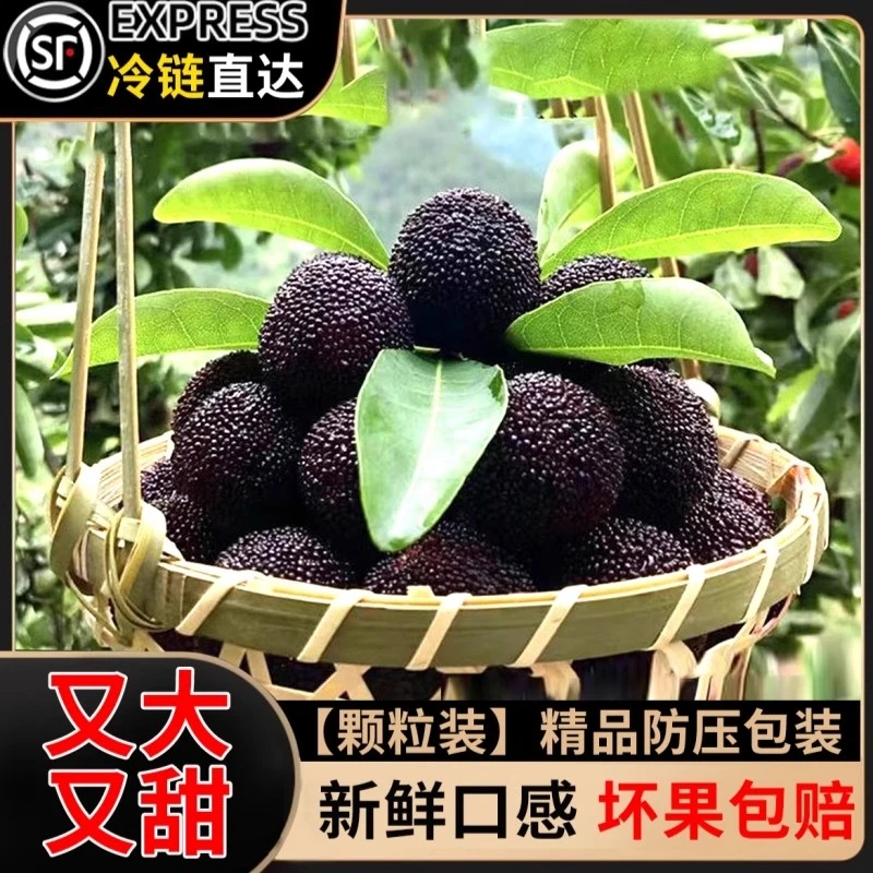 兰溪马涧杨梅黑炭新鲜采摘果园直发顺丰冷链真空包装