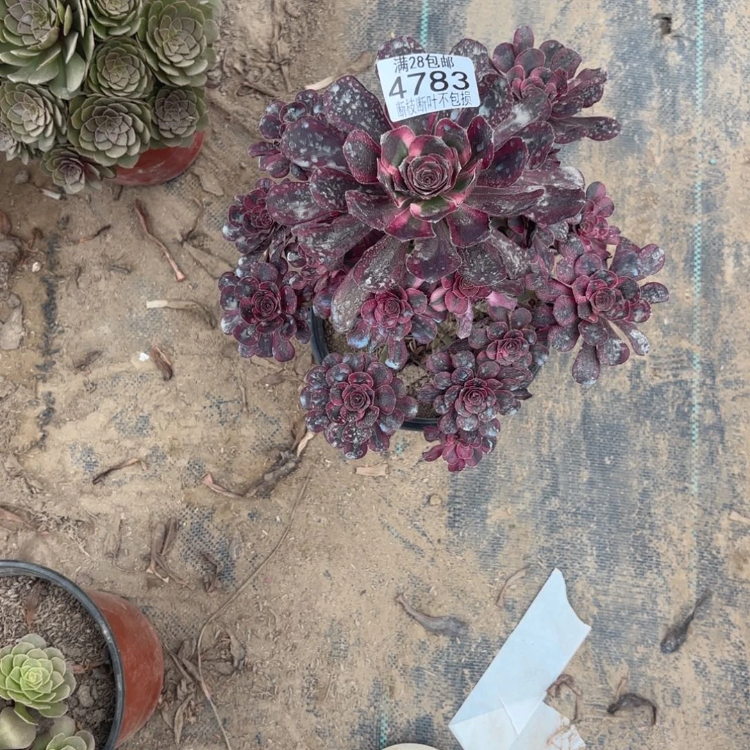 K. 4783丽娜多肉1，ba