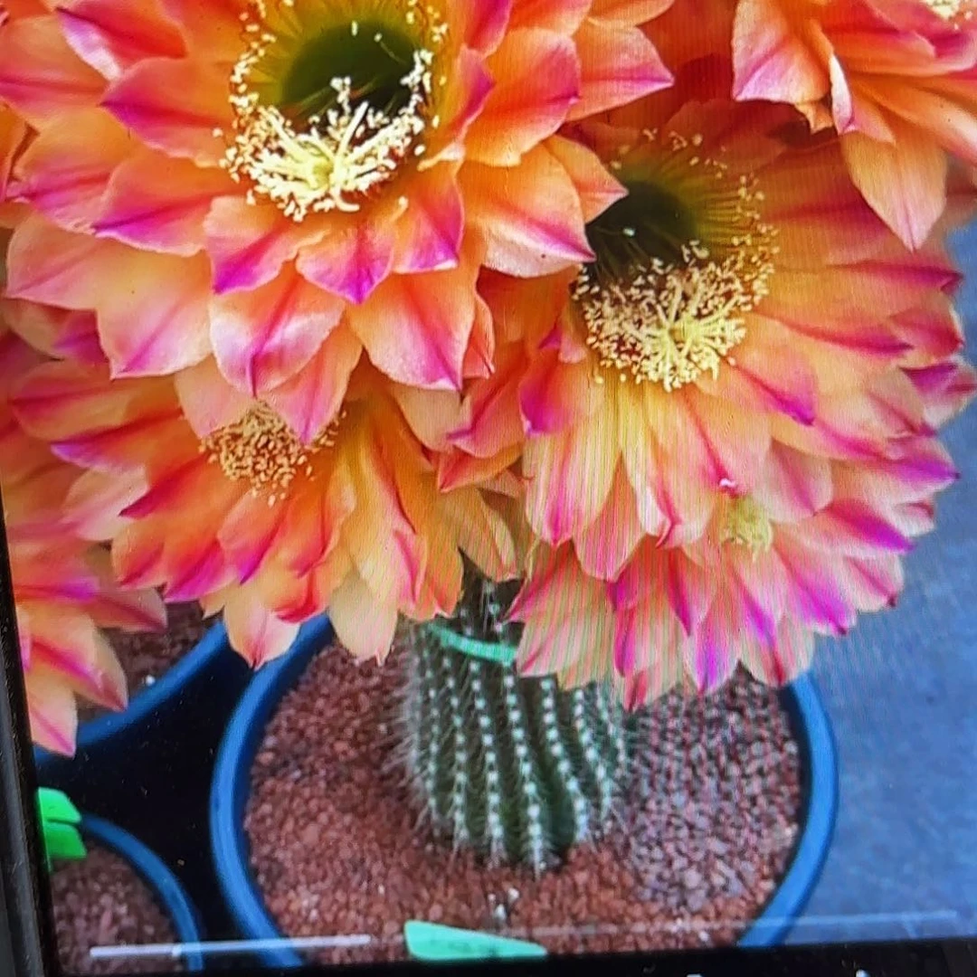 火焰魔术毛侧牙20包邮32