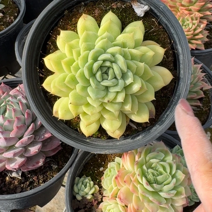 大单头多肉植物绿植