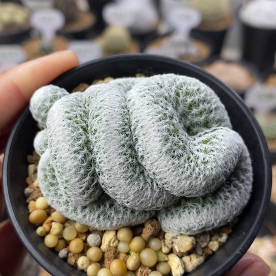 大***虎姬春星缀化       带盆