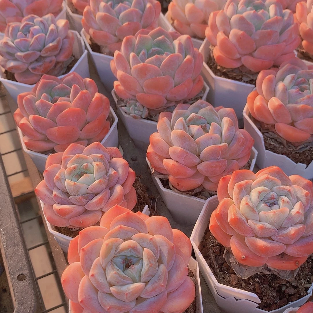 冰橙245678899900000