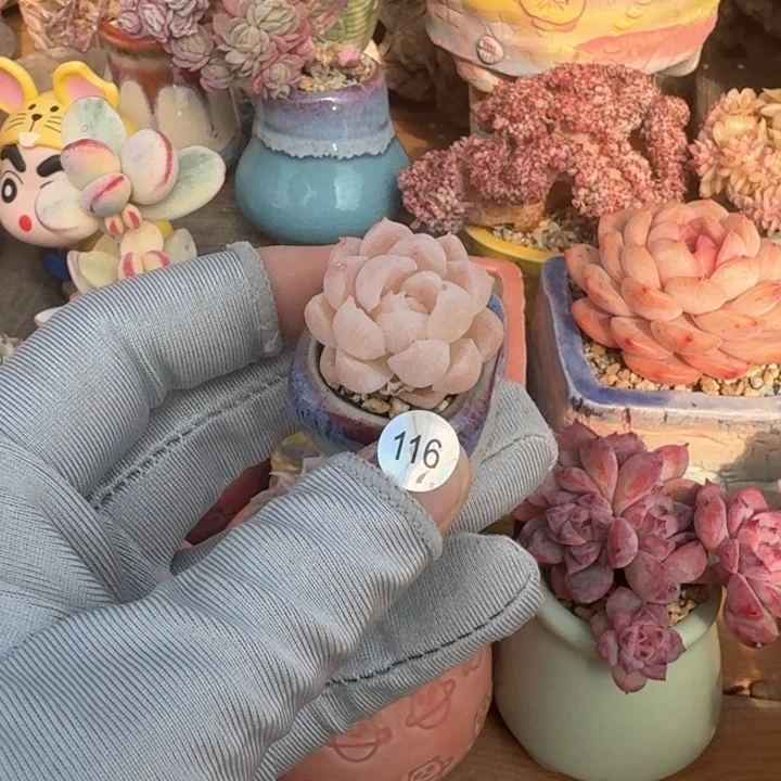 116 多肉含盆土 30元包邮 除偏远