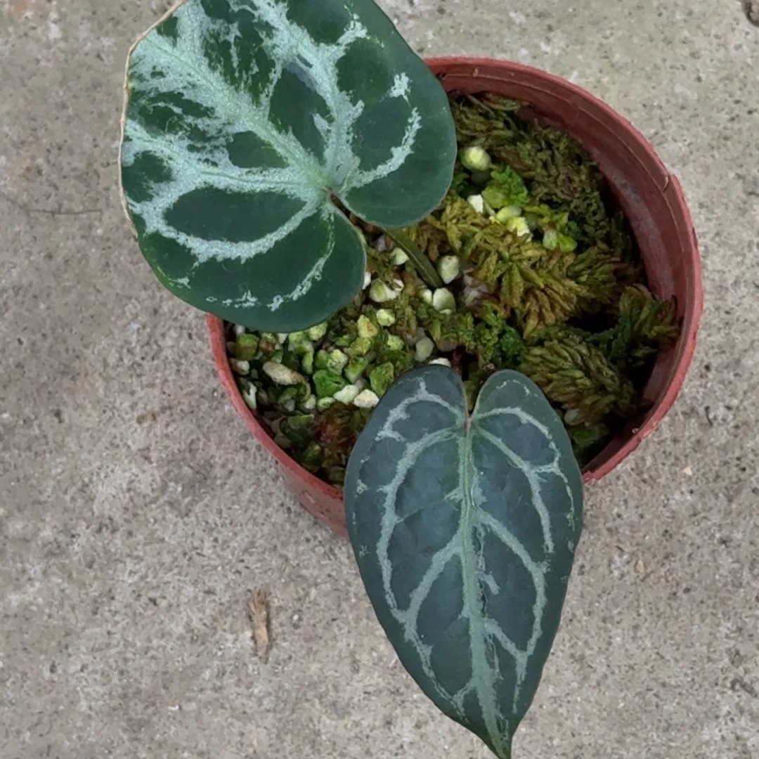 无花朵红水晶杂花烛