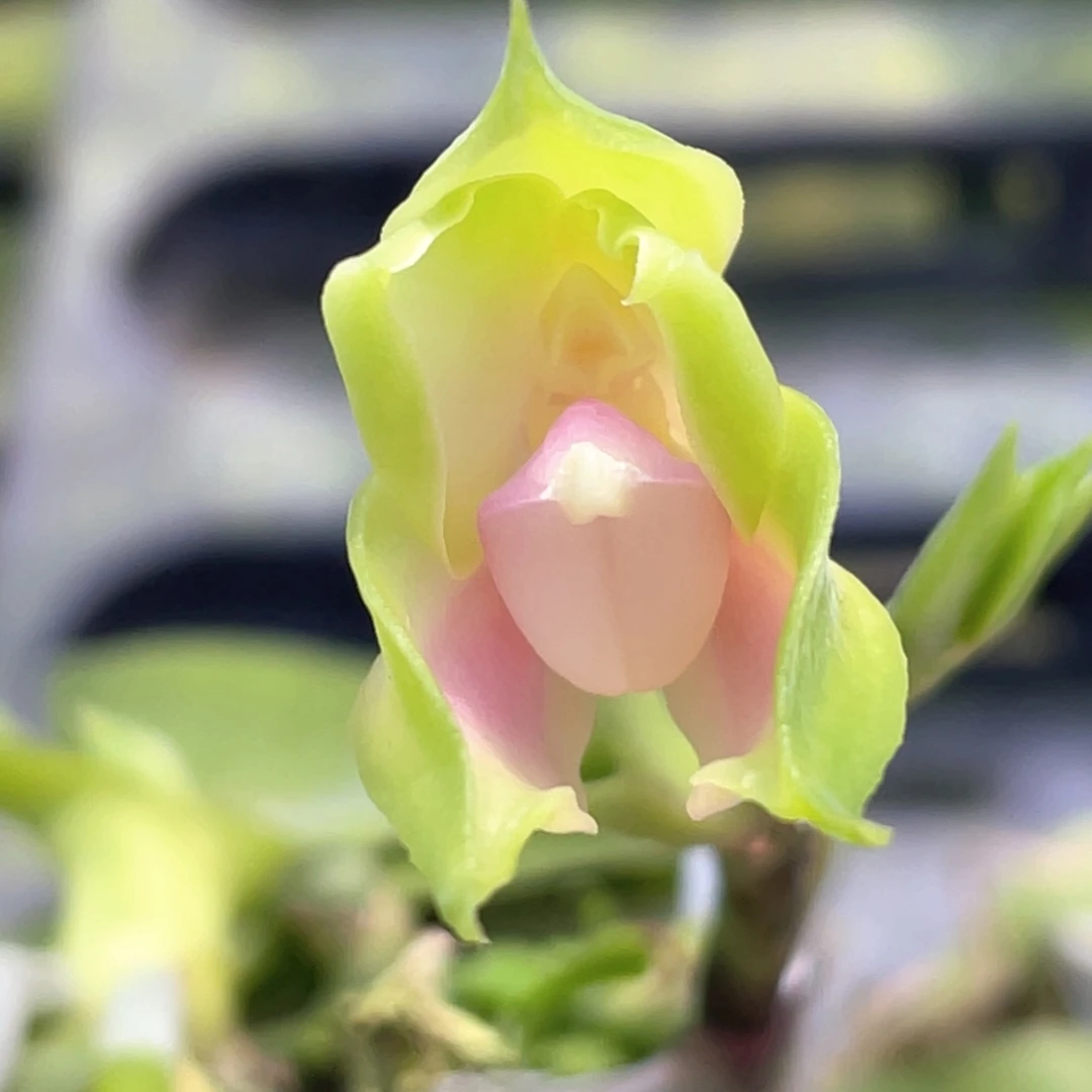 全部花苞（粉贝）兄弟交浓香