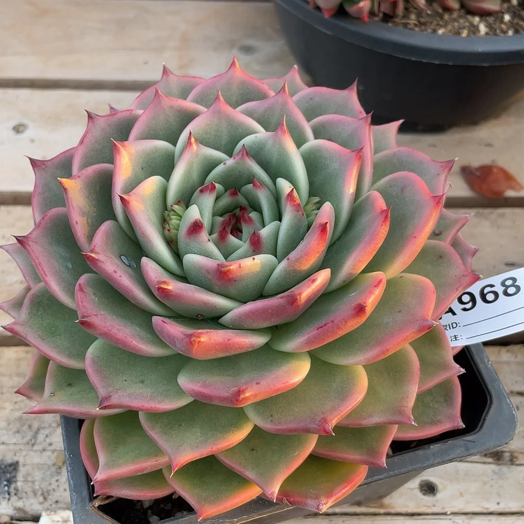 若如东云单拍A968