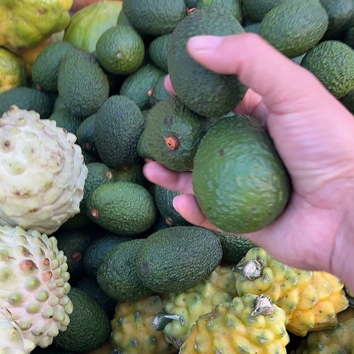 中国大陆牛油果9个