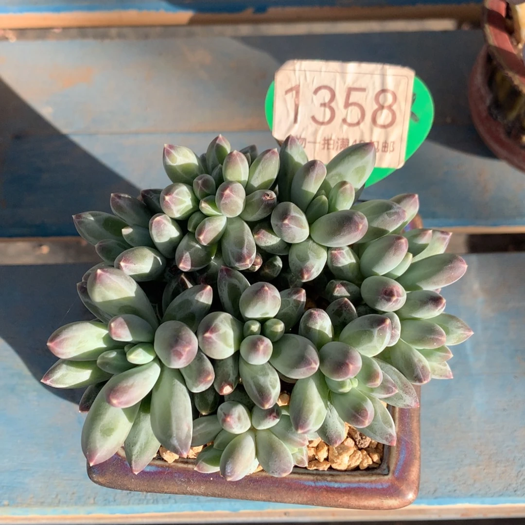 乌拉克拉杂带缀1358