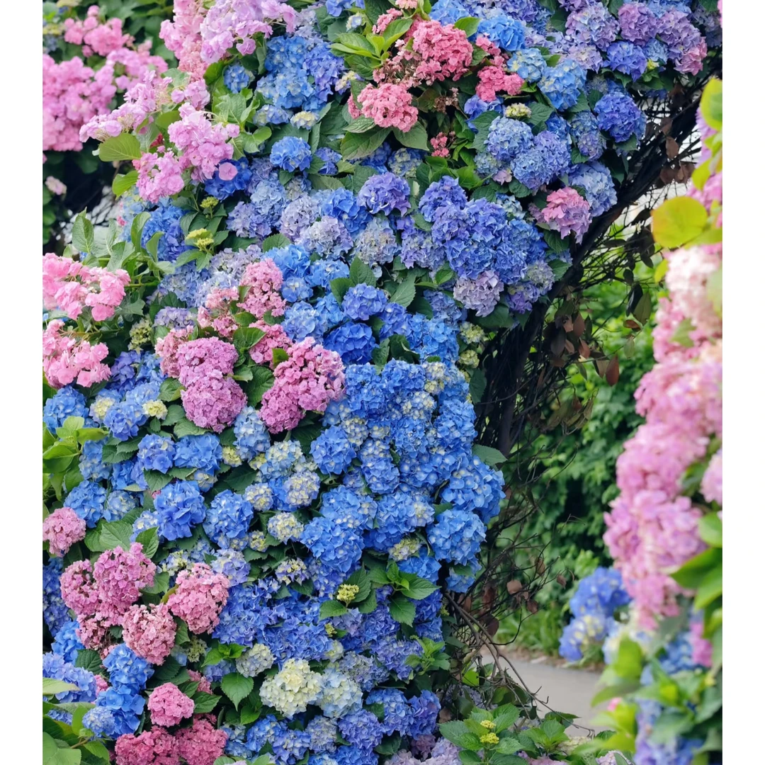 直播间 下单链接 一物一拍