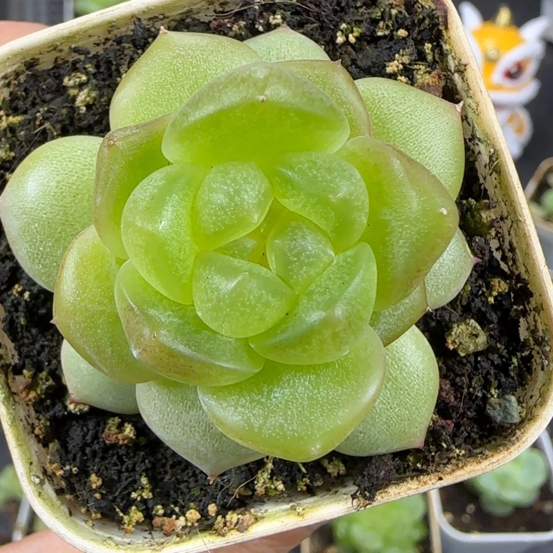 喜***t51东篱下多肉植物哈哈哈哈哈
