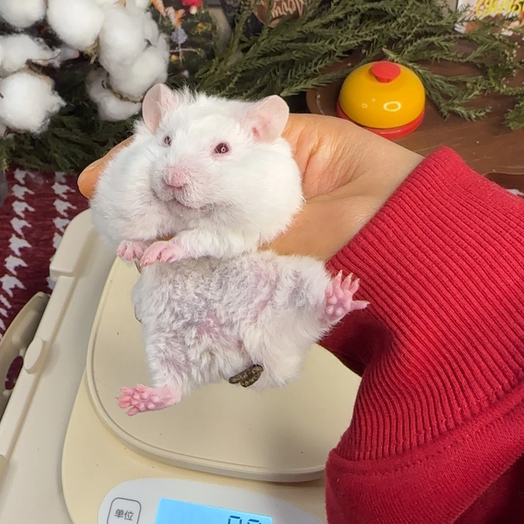 短毛卷毛象牙白弟弟12.02