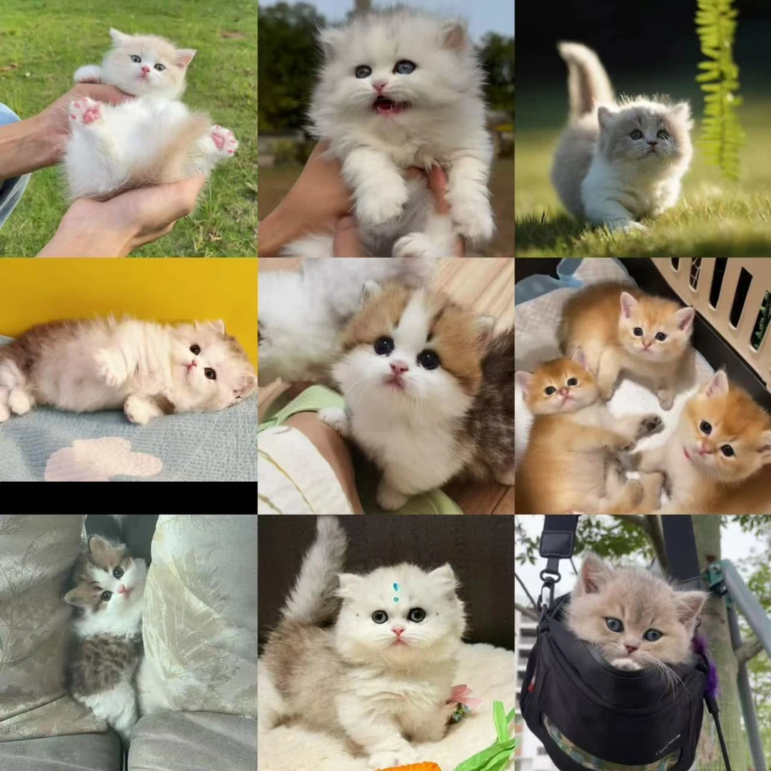 馋猫猫舍漾漾姐姐活体猫咪尾款链接