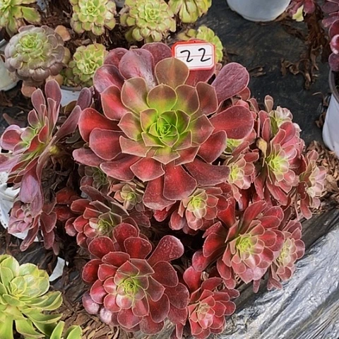 花桩捧花法师22号