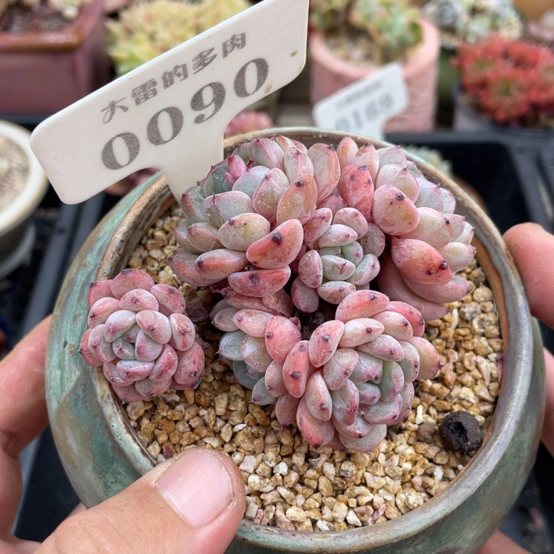 0090雪爪不带盆8厘米有砍