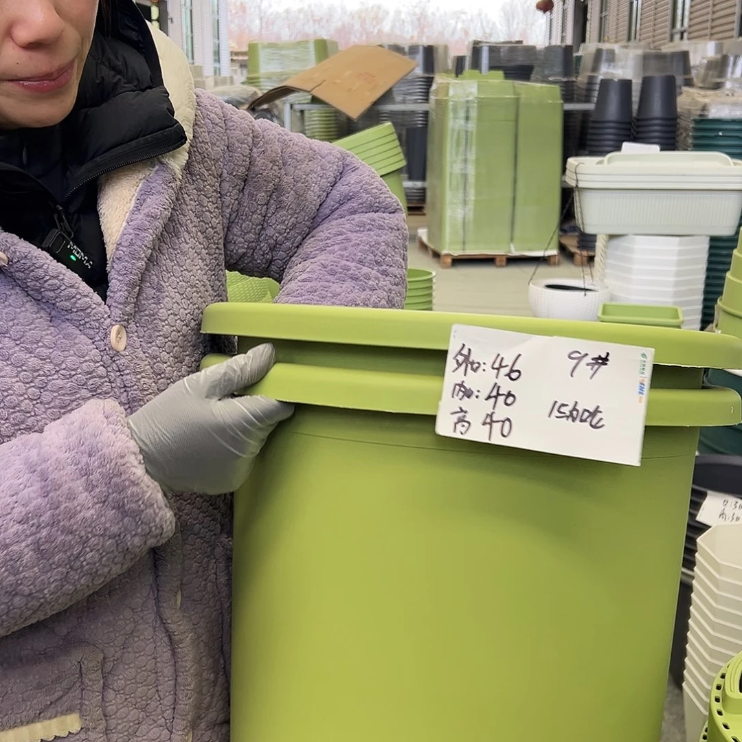 四季盆9#果绿2个无托