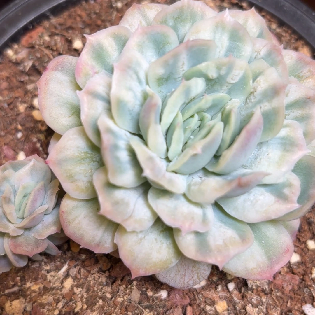 ?****哈哈哈哈哈哈哈哈哈