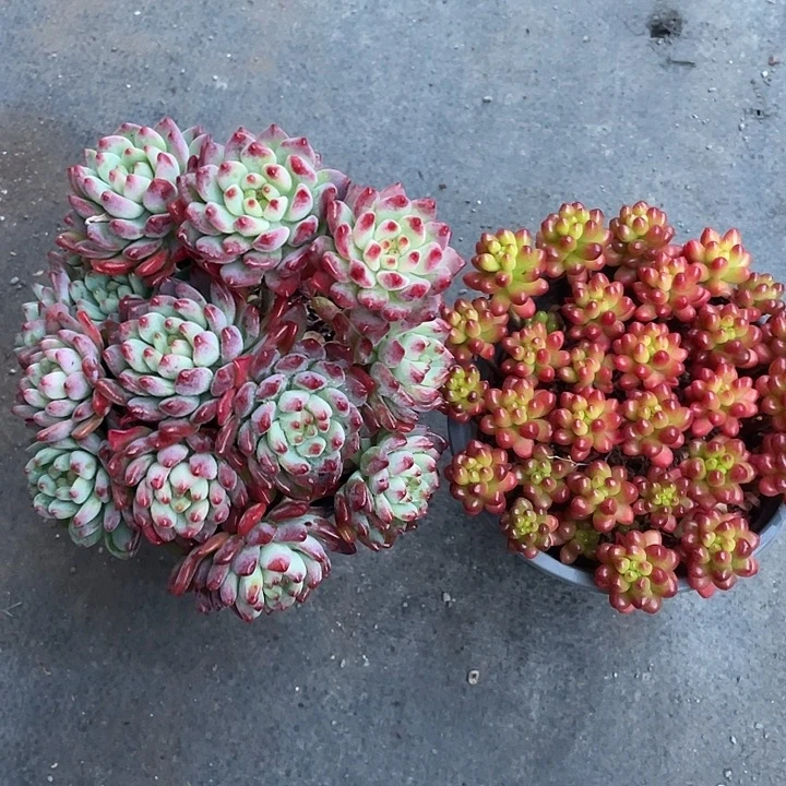 阿***X蓝苹果加大叶浆果带盆